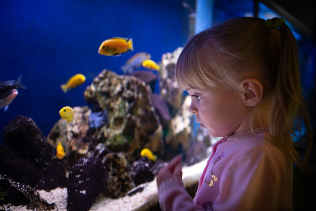 Little girl watching fishes in aquarium